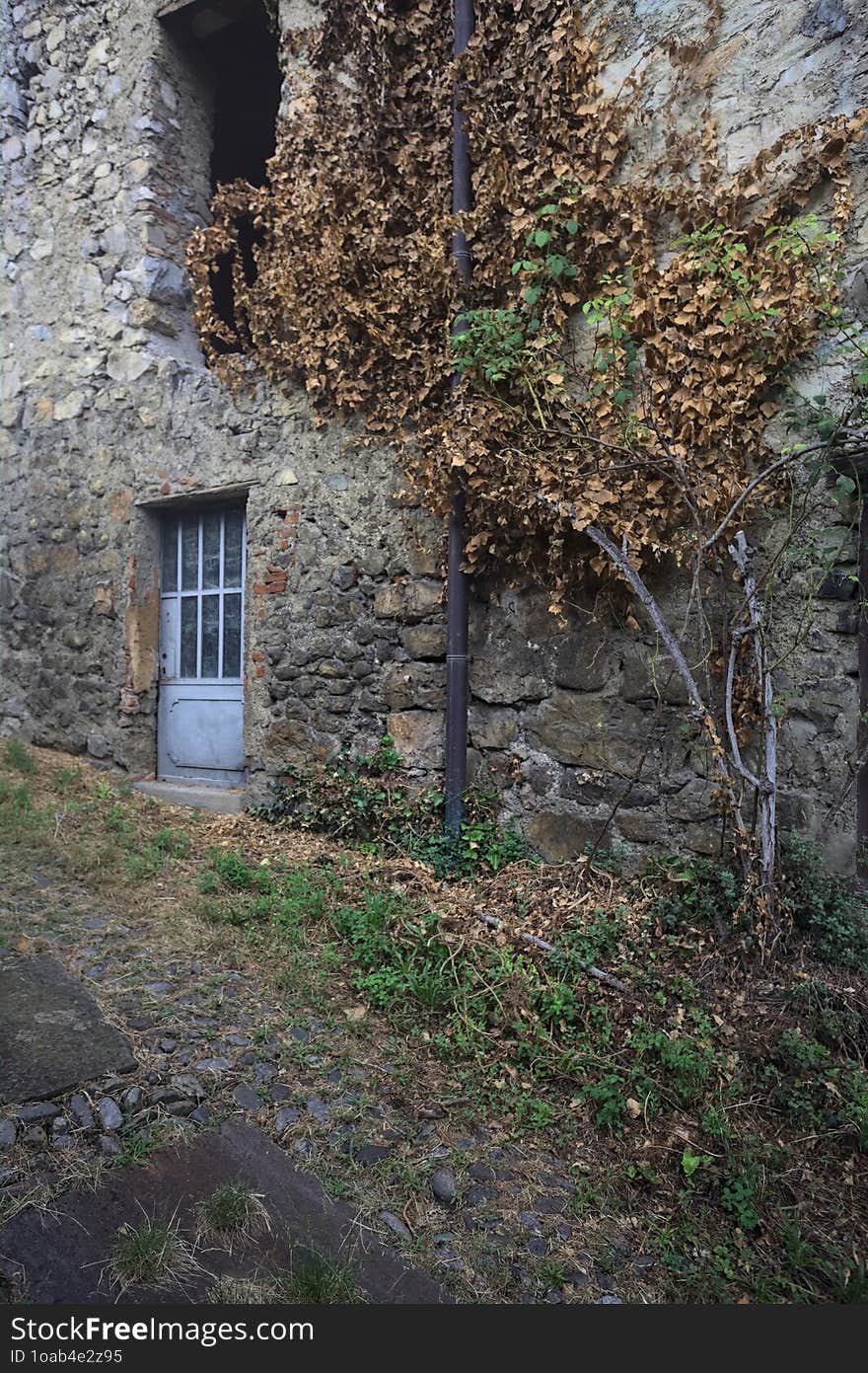 Abandoned house and withered creeper plant