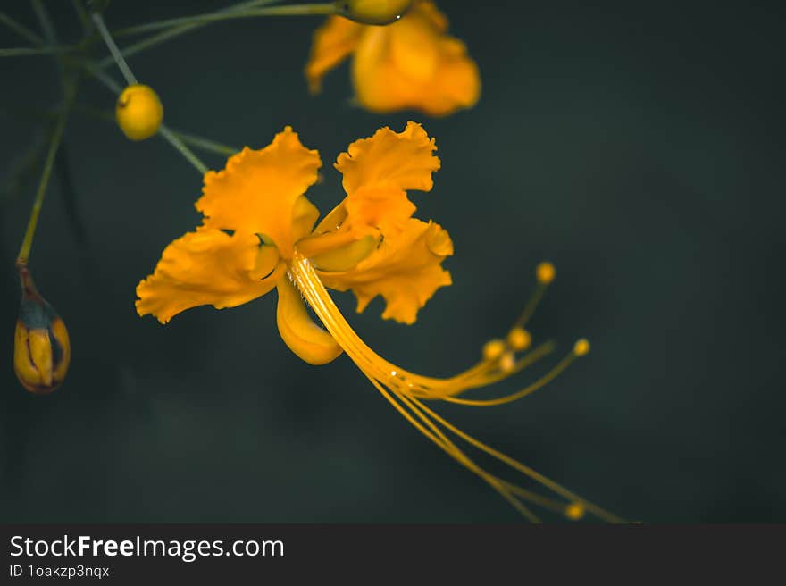 Kanikonna / Konnapoo - The Vishu Special Flower Cassia Fistula, Commonly Known As Golden Shower, Purging Cassia, Indian Laburnum.