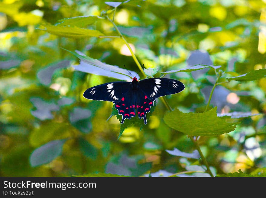 Black and red butterfly in green backfground