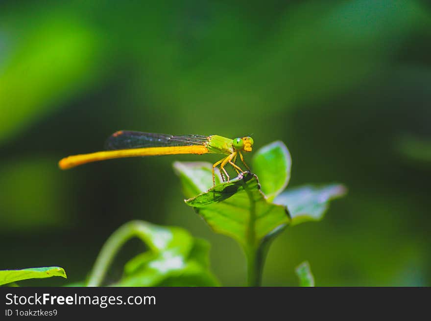 Grasshoppers are plant-eating insects with six legs, two pairs of wings, and long hind legs for jumping