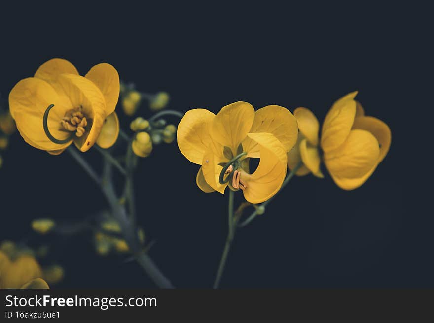 The Vishu Special Flower Cassia fistula, commonly known as golden shower, purging cassia, Indian laburnum.