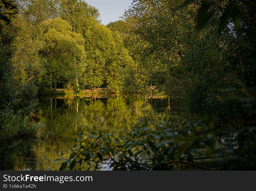 A lake in the park on golden hour, surrounded by trees