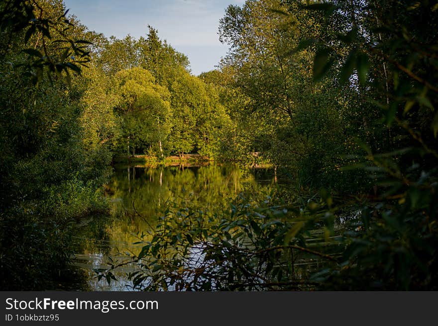 A Lake In The Park On Golden Hour, Surrounded By Trees