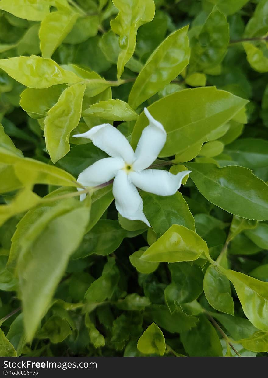 Charm of October flower blooms