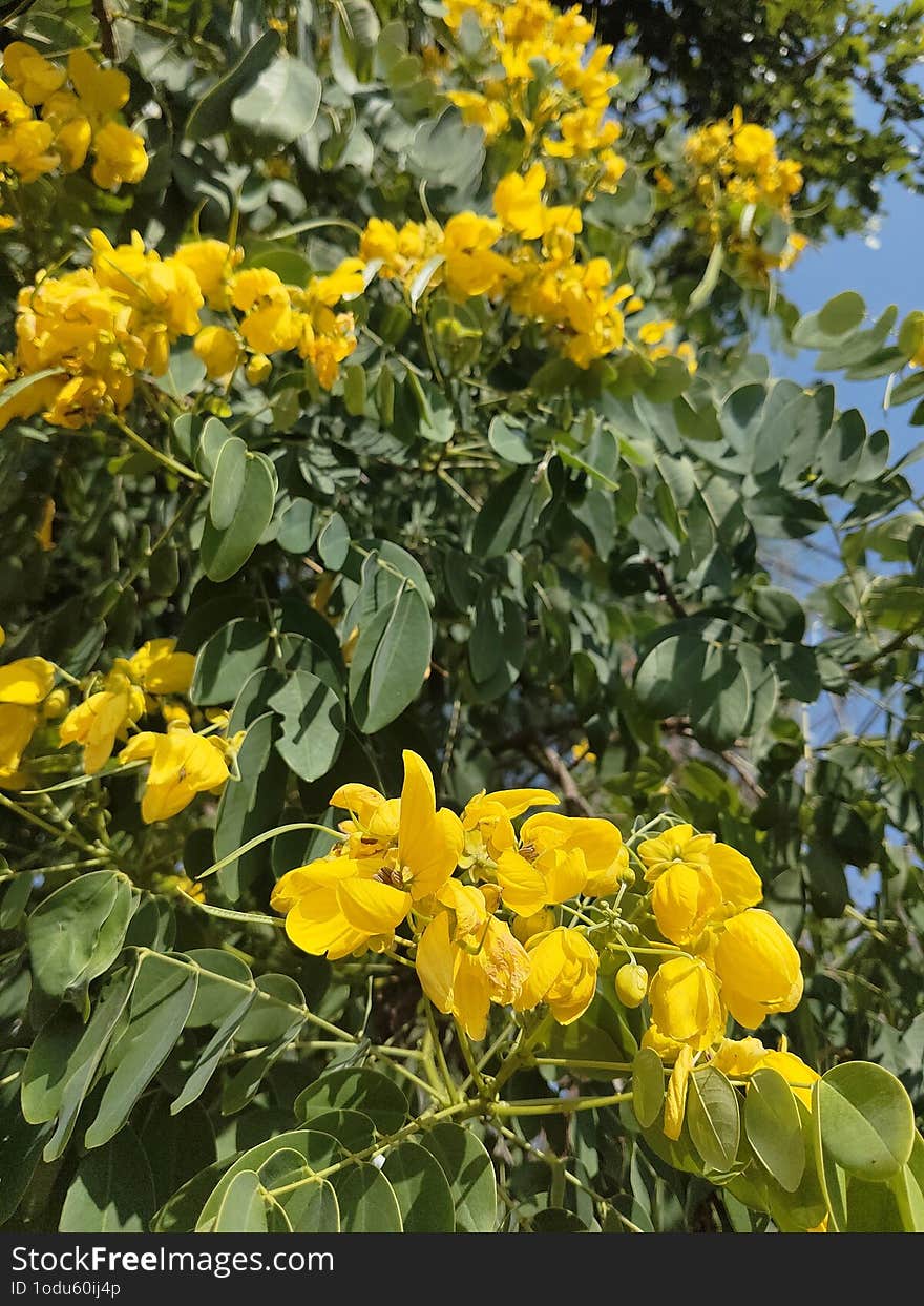 The beautiful yellow  blossom in oct.