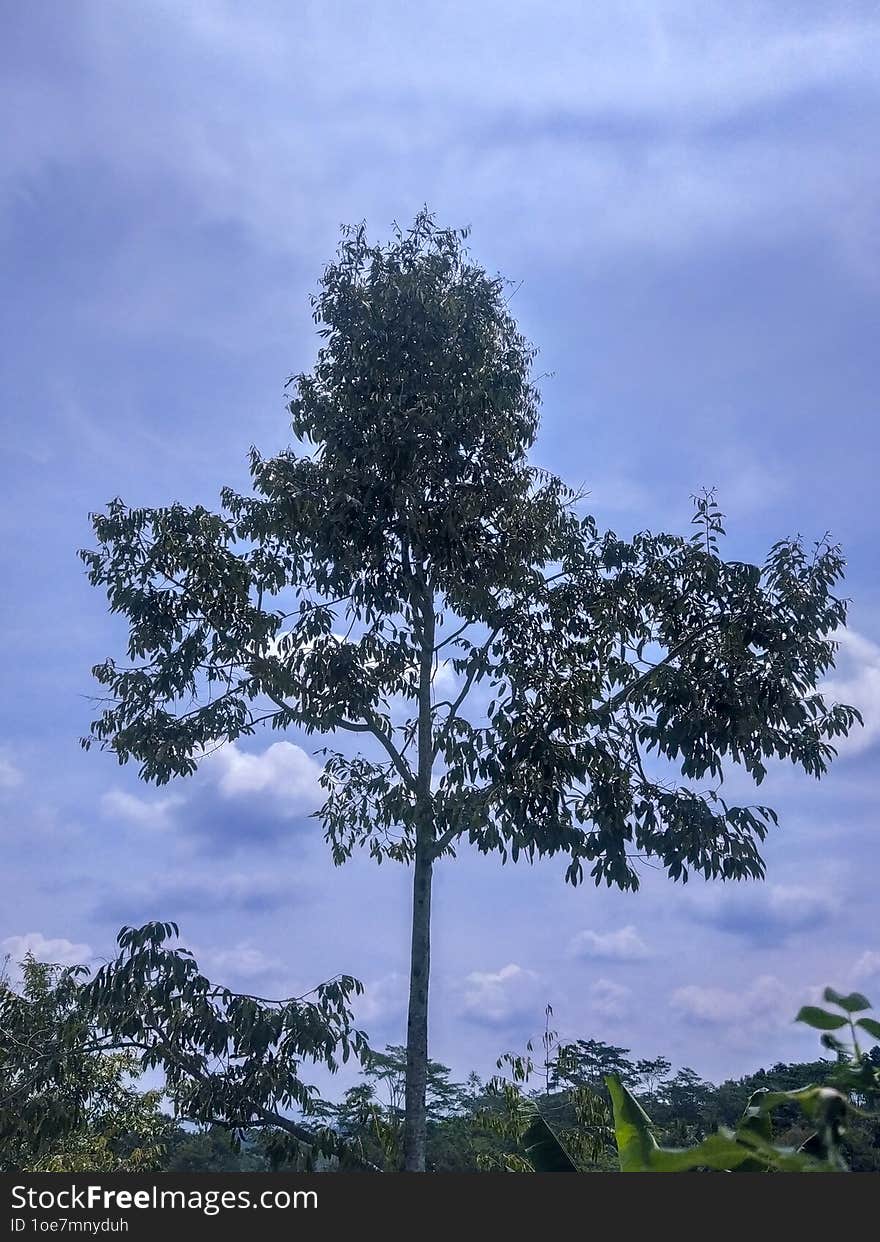 A tall durian tree stands against a bright, clear sky, its spiky fruits hanging amidst the lush green leaves, illuminated by the sunlight.