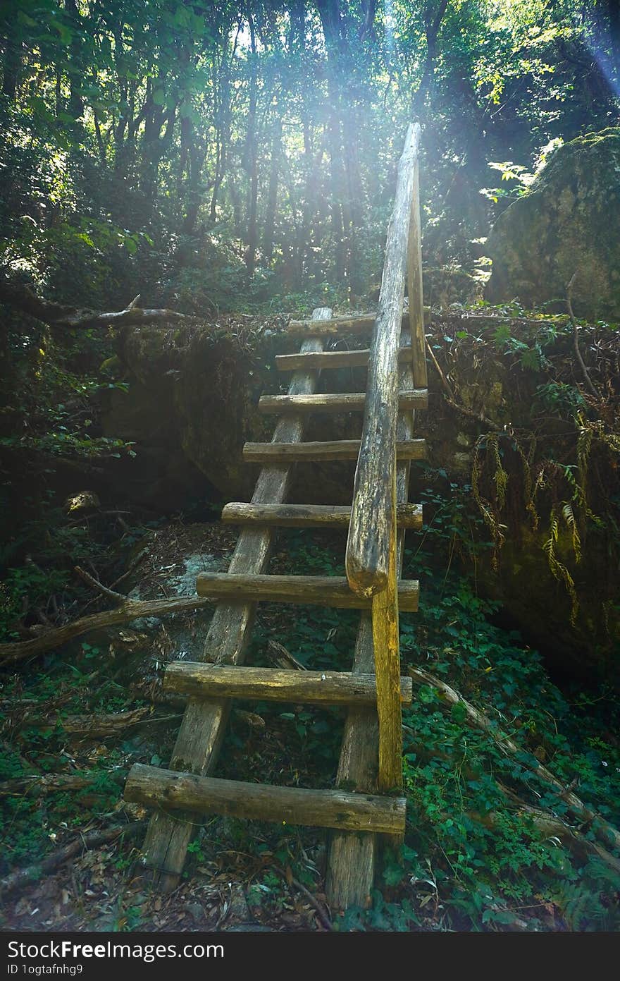 A wooden footbridge is thrown across a mountain stream. Ferns adorn the base of rocks and trees, creating a wild and natural atmos