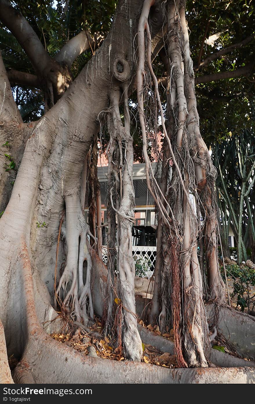 A huge ficus tree. A picturesque place in the south of Italy. A majestic tree with massive roots and a dense crown, creating a fee