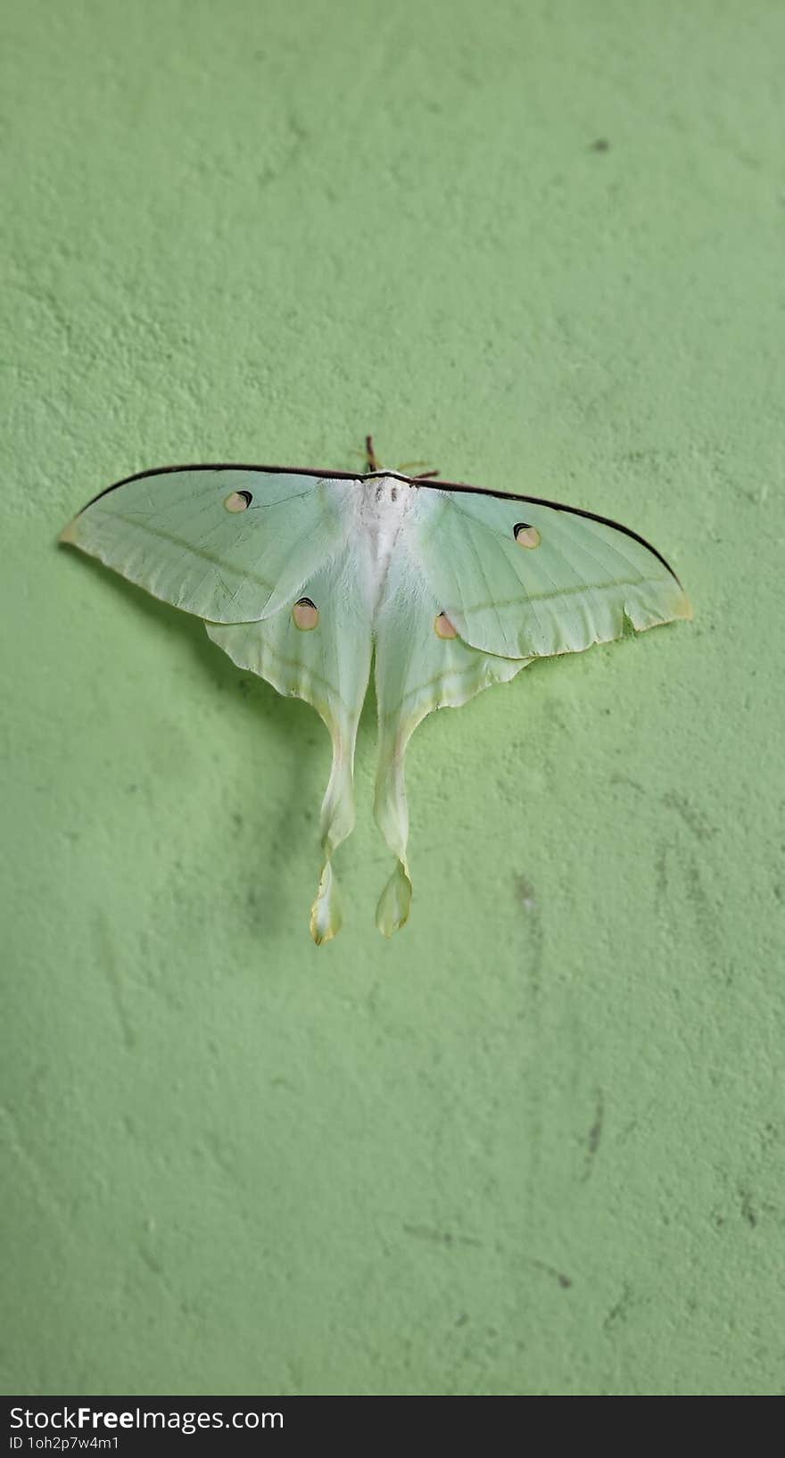 Beautiful Green  moth  of nature.