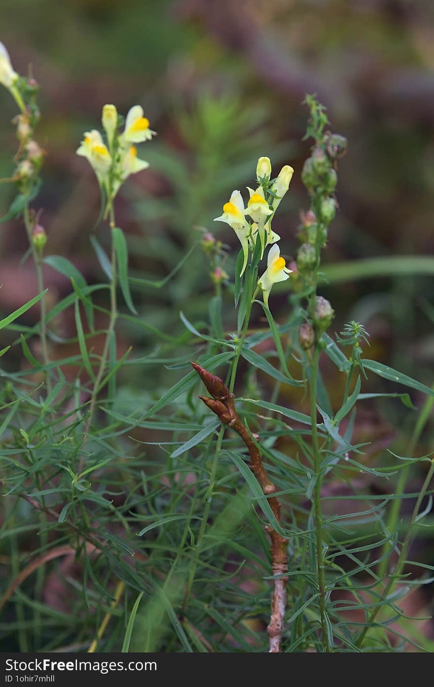 Yellow wild flowers in bloom