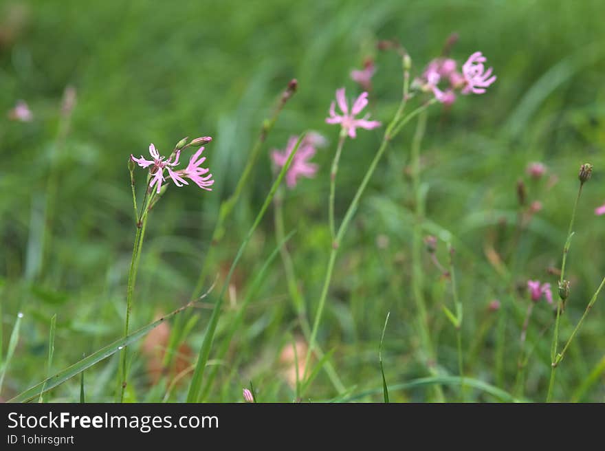 Pink wild flowers in bloom in a field seen up close