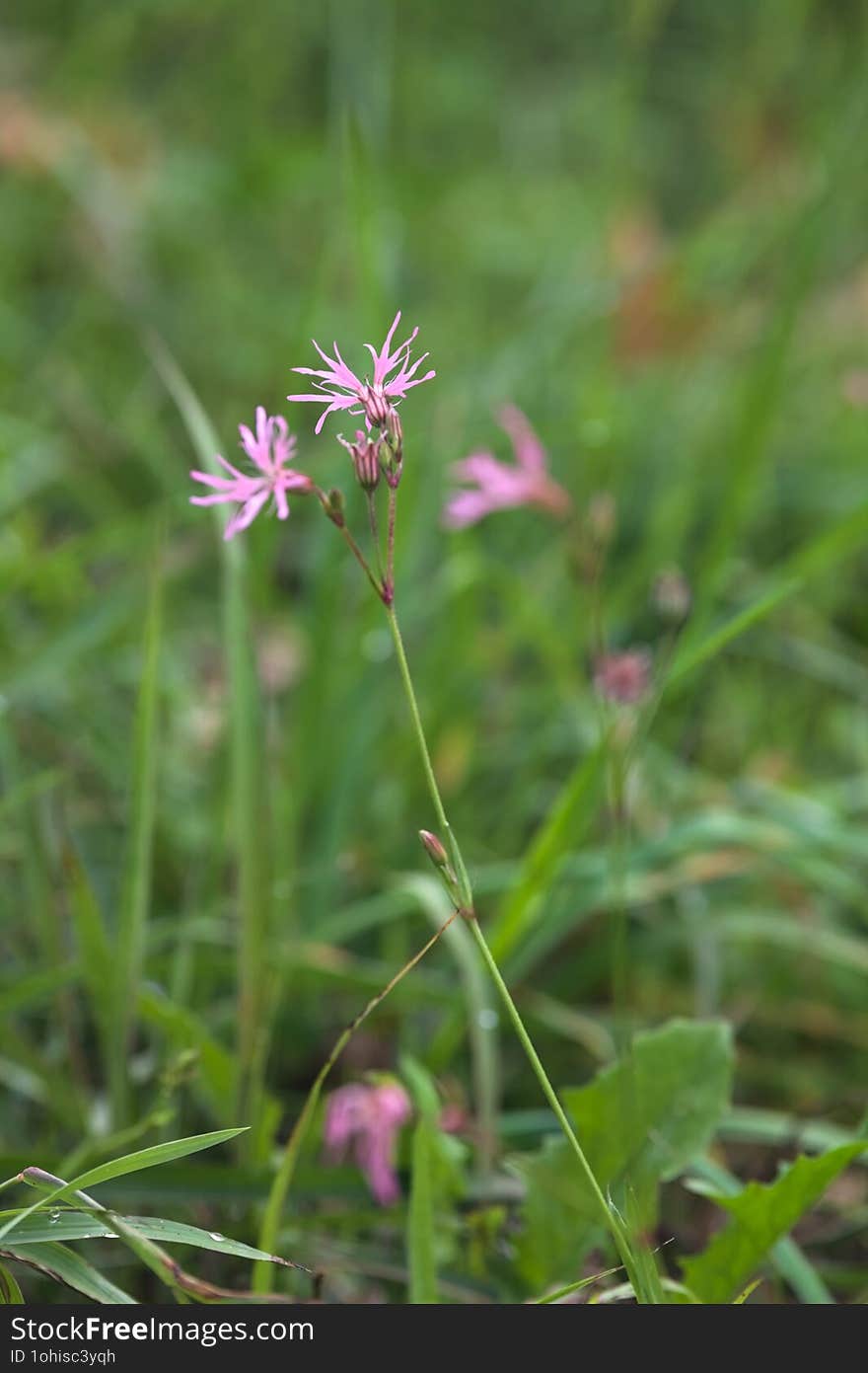 Pink wild flowers in bloom in a field seen up close