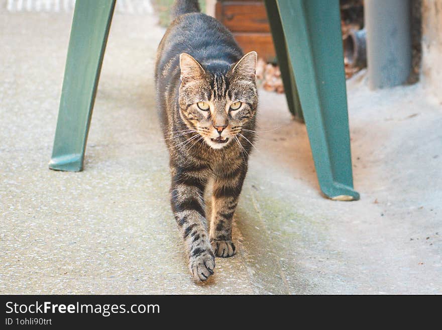 Front View Of A Cute Tabby Cat Walking Outdoor And Looking At The Camera