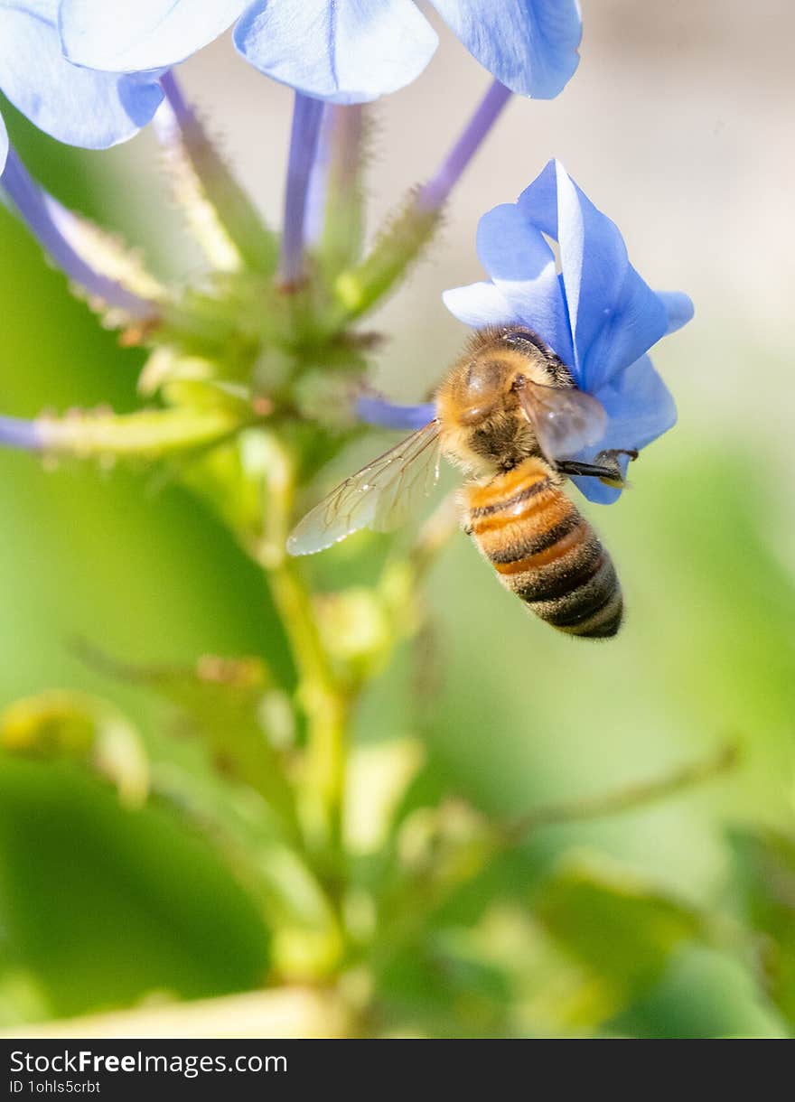 Honey bee gathering pollen on a plumbago flower