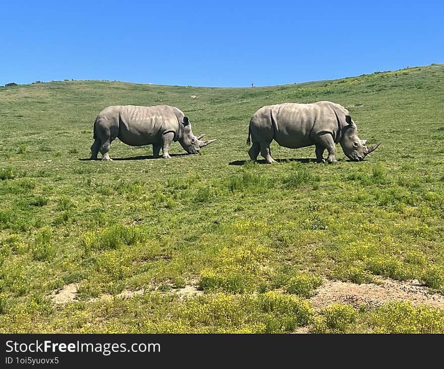 This image shows two large rhinos peacefully grazing on an expansive green plain. Their thick, armored-like skin contrasts with the soft, rolling hills and vibrant blue sky. The gentle movement of the rhinos in their open habitat underscores the tranquility and power of these magnificent creatures, evoking a sense of calm in the natural landscape.