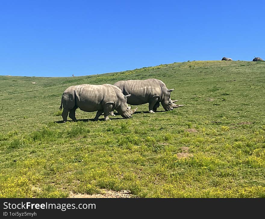 This powerful image showcases two rhinos grazing peacefully on a sprawling, grassy plain. Their massive, armored bodies stand in stark contrast to the soft green hills and vibrant blue sky. The calm and deliberate movement of these endangered animals reflects the tranquil beauty of their natural habitat, while also emphasizing their importance within the ecosystem.