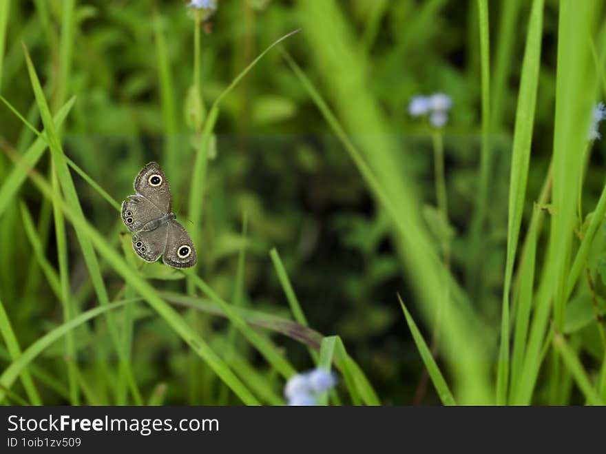 Butterfly in grassland in a morning day