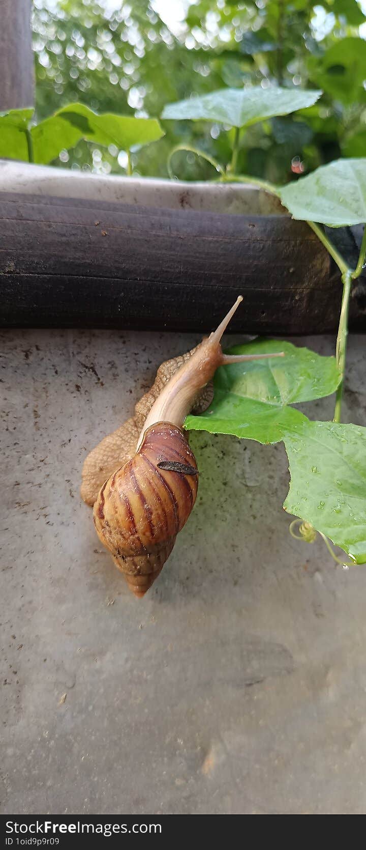 A small snail moves slowly along the damp ground, its smooth, spiral-shaped shell glistening with a soft sheen. The shell, a beaut