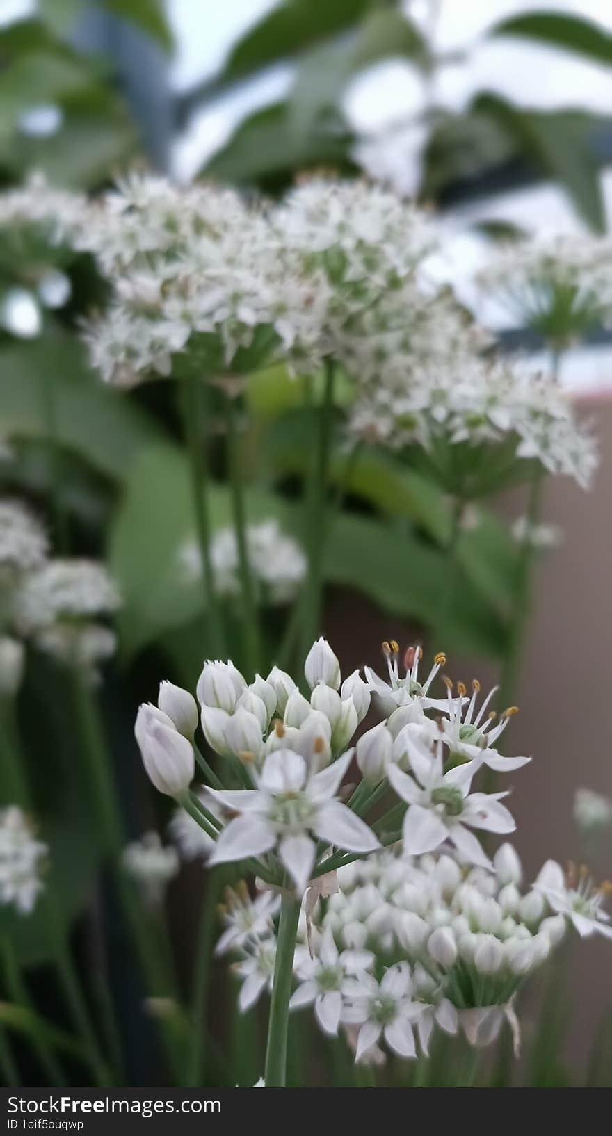 Chinese chives flowering in my kitchen garden.