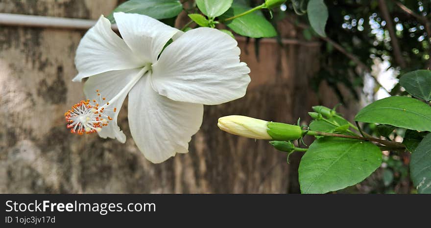 Close-up Of A White Hibiscus Flower In Bloom With Bud