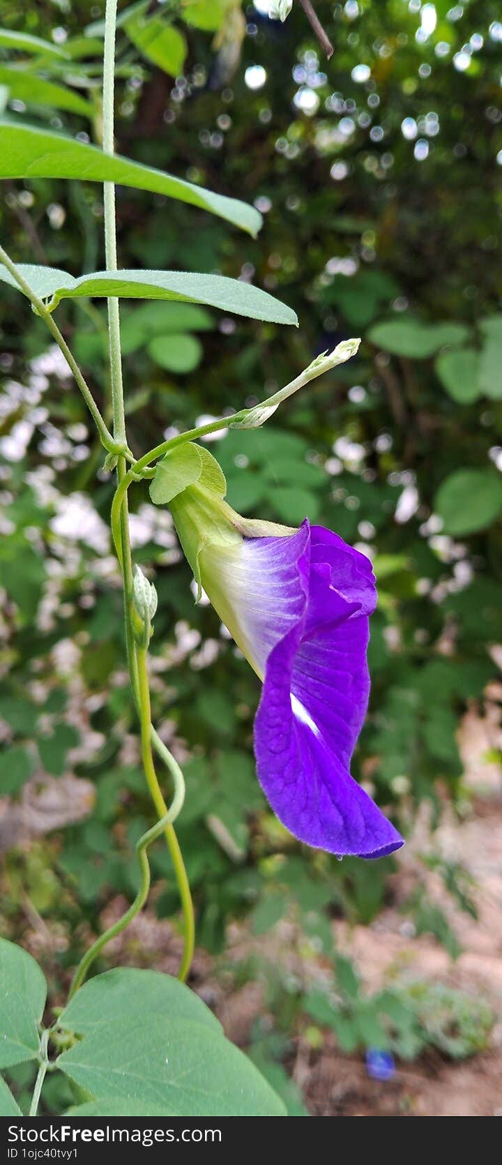 Close-up Of A Vibrant Purple Butterfly Pea Flower (Clitoria Ternatea)