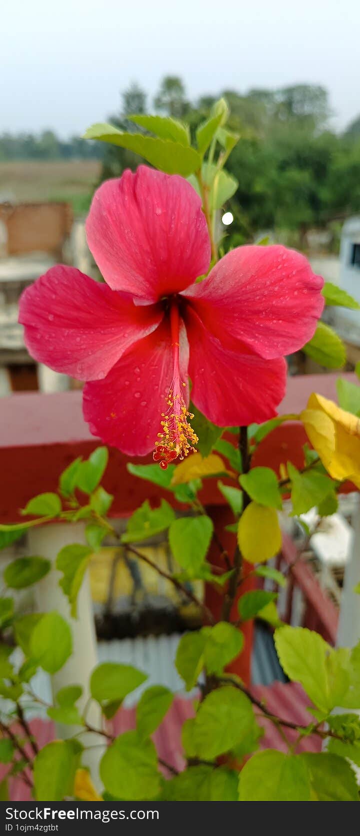 A Stunning Red Hibiscus Flower Blooms Boldly, Its Petals Radiating With Rich Crimson Hues. The Delicate, Velvety Texture Of The Pe