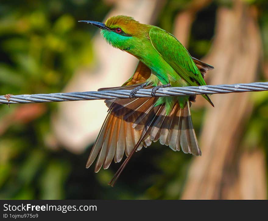 Colorful Asian Green Bee-Eater Bird Perched Among Vibrant Foliage