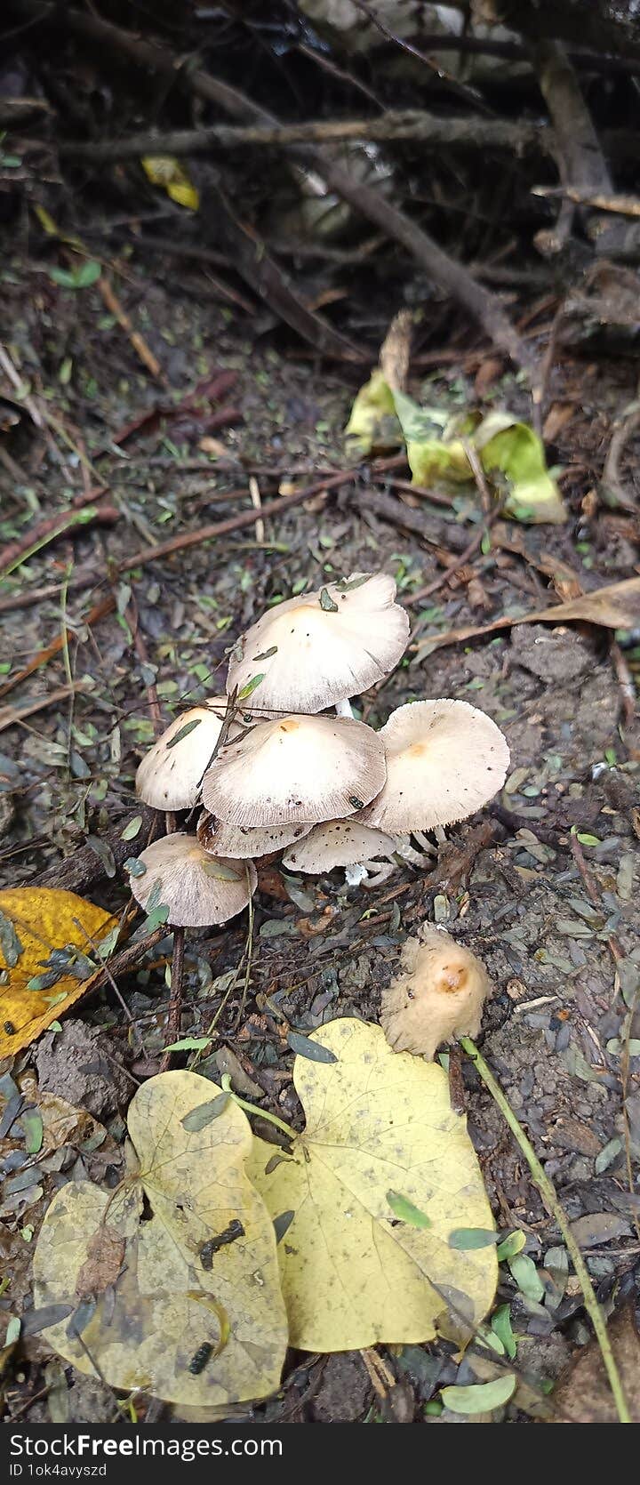 Mushrooms are fascinating fungi that come in a wide variety of shapes, sizes, and colors. Found in forests, gardens, and even home