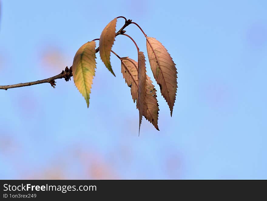 Fives leaves in orange and green colours against the beautiful coloured sky in red and blue !!!. Fives leaves in orange and green colours against the beautiful coloured sky in red and blue !!!