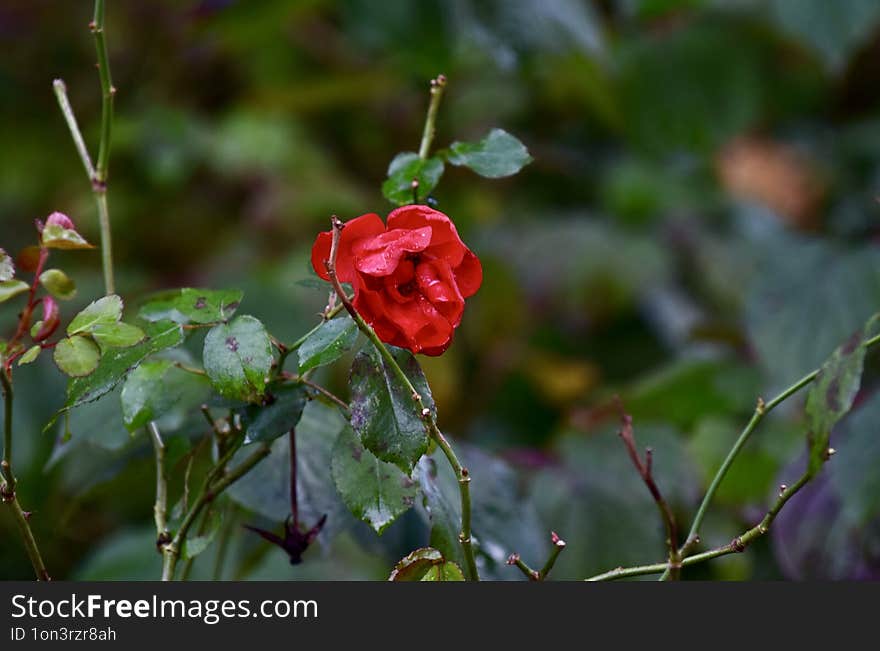 In my garden I have a lot of green plants !! The little rose is red coloured in the beautiful light of the evening !!!. In my garden I have a lot of green plants !! The little rose is red coloured in the beautiful light of the evening !!!