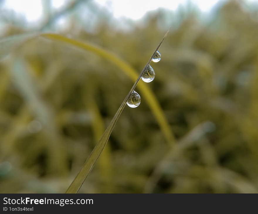 Beautiful dew at morning.