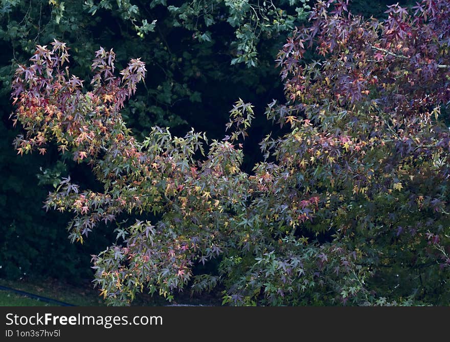 Tree With Autumn Colours And Red, Green, Orange Coloured Leaves In Beautiful Evening Light !!!