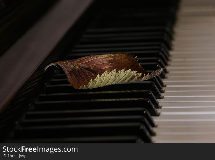 An Autumn Fallen Leaf Lies On The Piano Keys