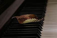 An Autumn Fallen Leaf Lies On The Piano Keys Stock Photos