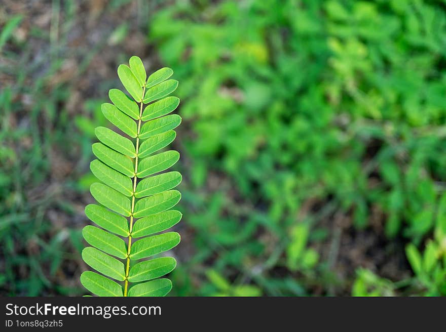 Leaves of Phyllanthus urinaria plant, also known as Chamber Bitter