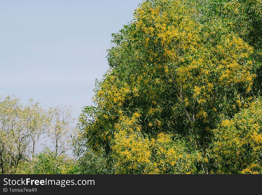 A Beautiful Acacia Auriculiformis Tree Is In Full Bloom, With Bright Yellow Flowers Contrasting Vividly Against The Green Leaves A