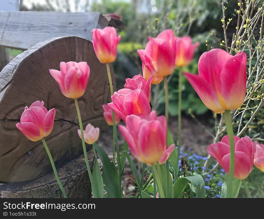 Pink Tulips In Spring, Outside In The Sun