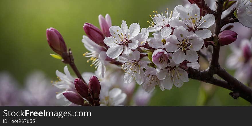 A cluster of flowers are blooming on the branches of a tree in the spring season. The vibrant colors of the flowers contrast beautifully with the green leaves of the tree. A cluster of flowers are blooming on the branches of a tree in the spring season. The vibrant colors of the flowers contrast beautifully with the green leaves of the tree.
