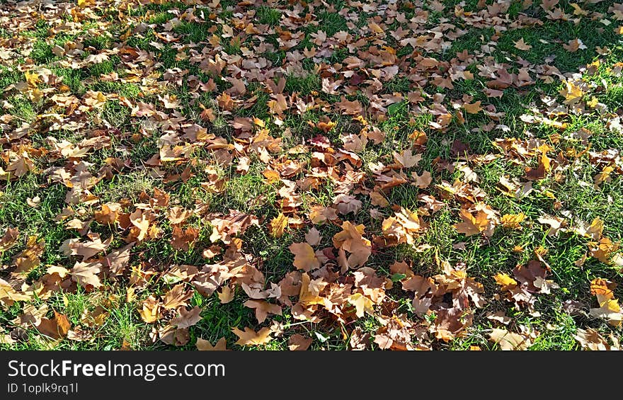 Golden Autumn. Yellowed trees like gold decorate the streets of the city.