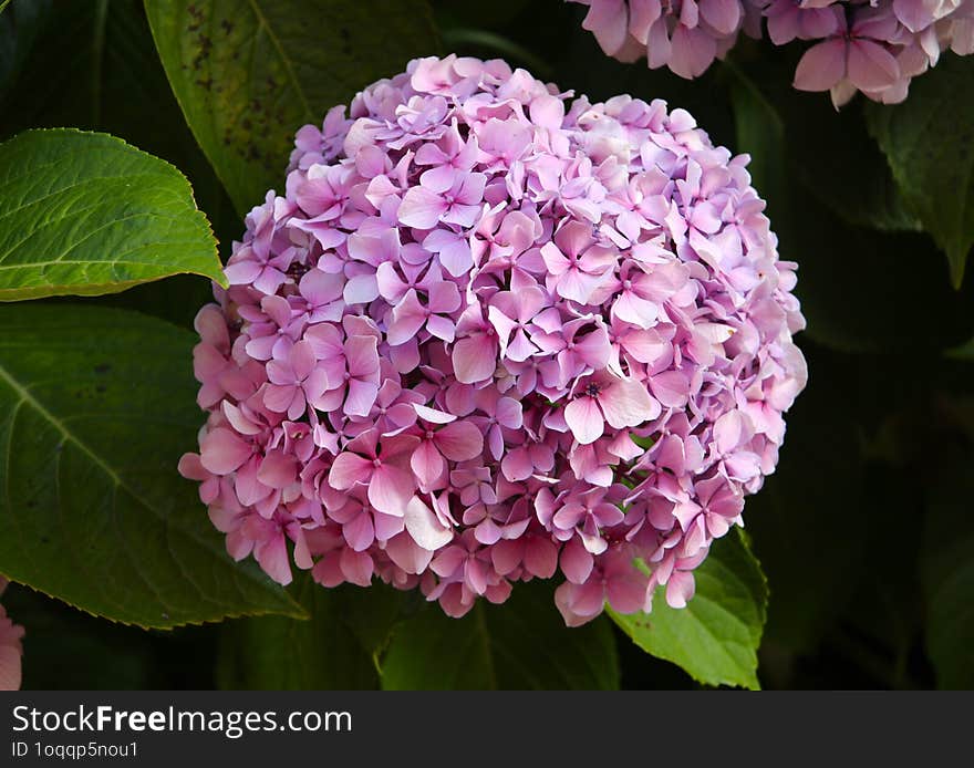 Hortensia & X28 Hydrangea& X29