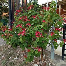 Mussaenda Erythopylla Plant In Tropical Areas For Our Health Care Royalty Free Stock Image