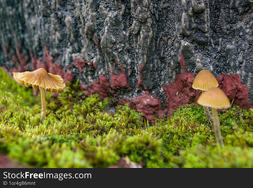 Small Mushrooms Among The Green Moss