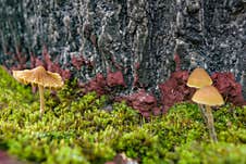 Small Mushrooms Among The Green Moss Stock Photos