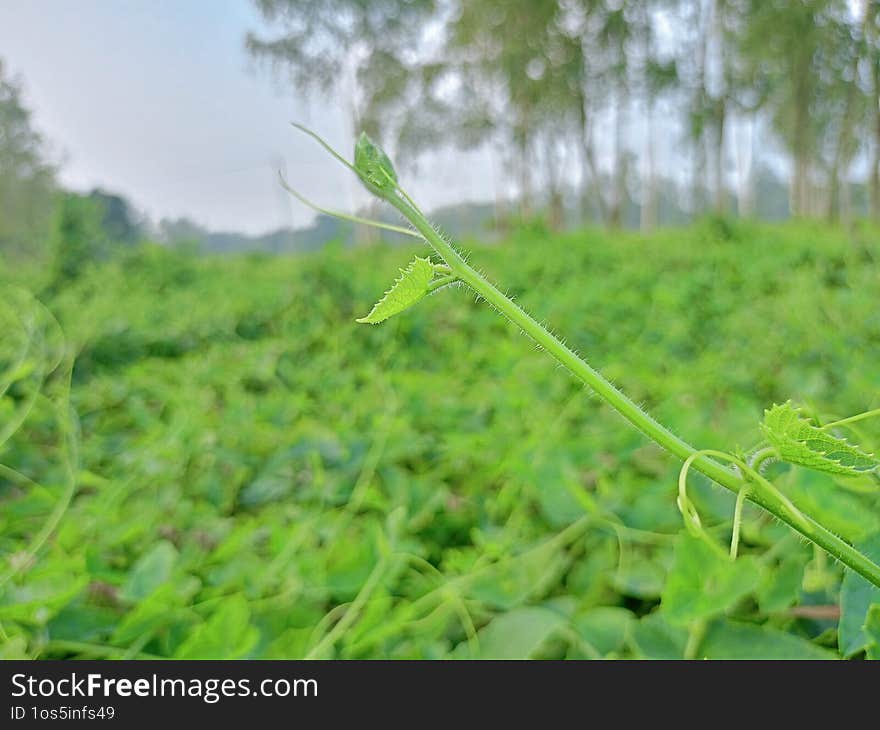 Fresh Ivy Gourd Harvest A Nutrient-Rich Vegetable lvy Gourd Plant: A Climbing Green Wonder