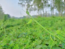 Fresh Ivy Gourd Harvest A Nutrient-Rich Vegetable Lvy Gourd Plant: A Climbing Green Wonder Royalty Free Stock Photos