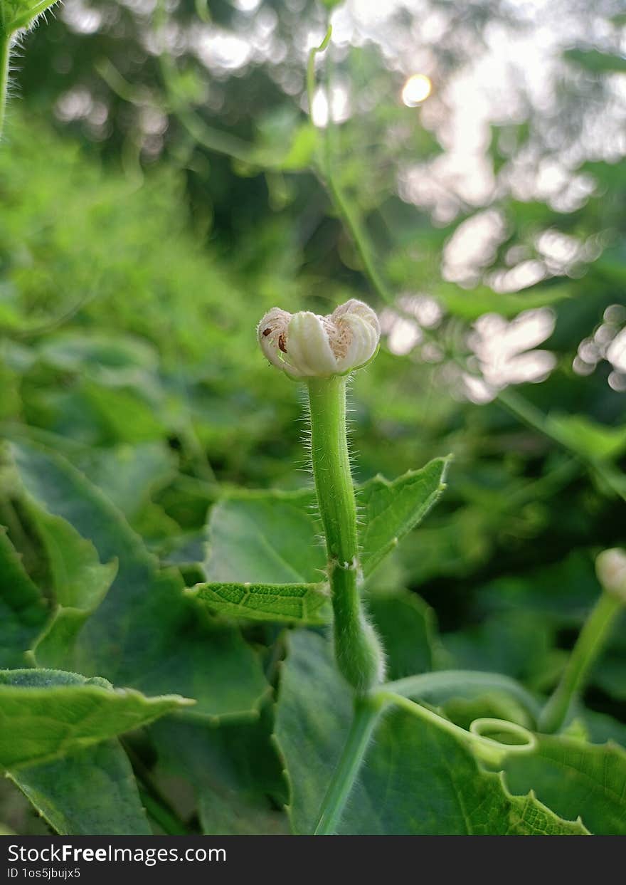 Fresh Ivy Gourd Harvest A Nutrient-Rich Vegetable lvy Gourd Plant: A Climbing Green Wonder