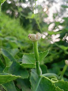 Fresh Ivy Gourd Harvest A Nutrient-Rich Vegetable Lvy Gourd Plant: A Climbing Green Wonder Stock Photo