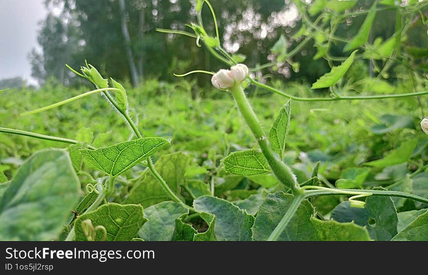 Fresh Ivy Gourd Harvest A Nutrient-Rich Vegetable lvy Gourd Plant: A Climbing Green Wonder