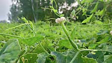 Fresh Ivy Gourd Harvest A Nutrient-Rich Vegetable Lvy Gourd Plant: A Climbing Green Wonder Stock Image