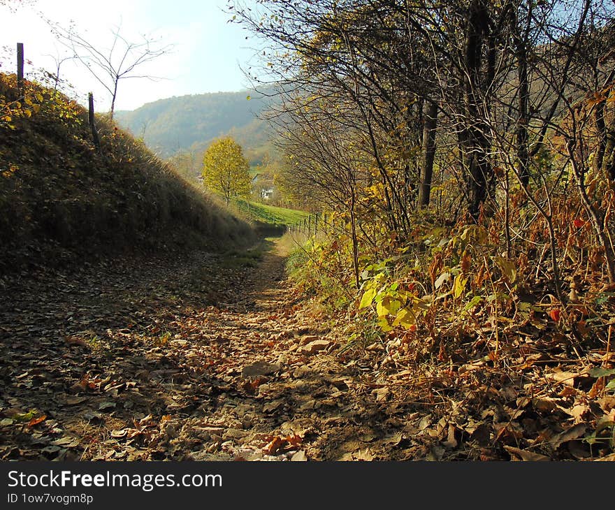 Autumn nature road leaf color Bosnia